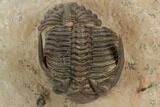 Detailed Hollardops Trilobite - Foum Zguid, Morocc #196637-2